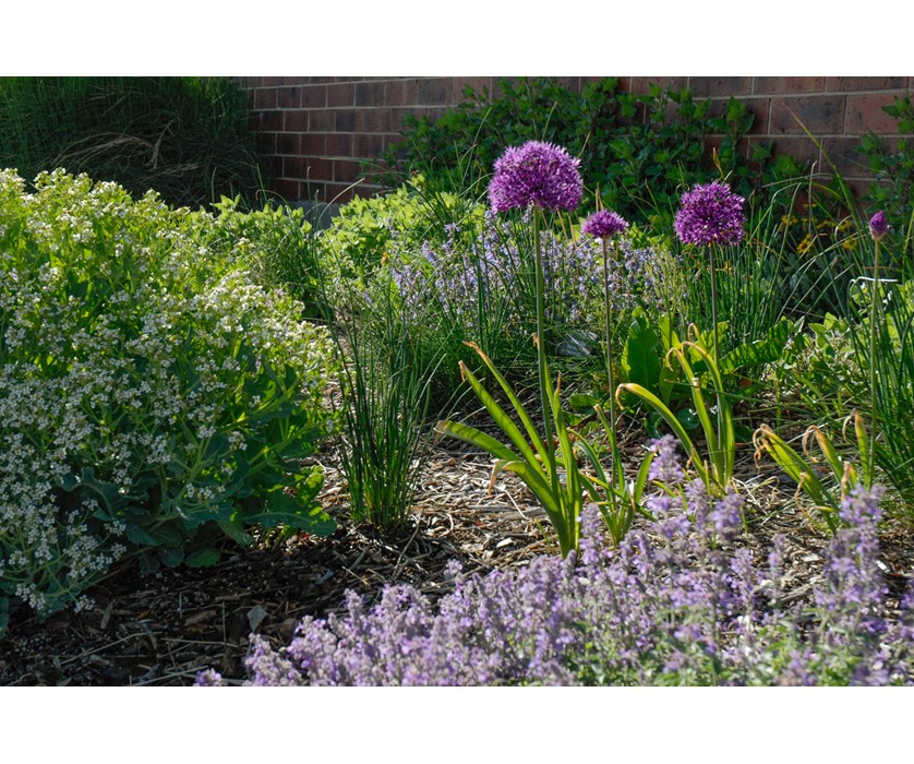 Purple Sensation Allium